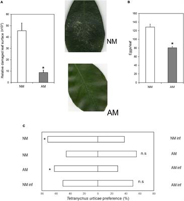 Mycorrhizal Symbiosis Triggers Local Resistance in Citrus Plants Against Spider Mites